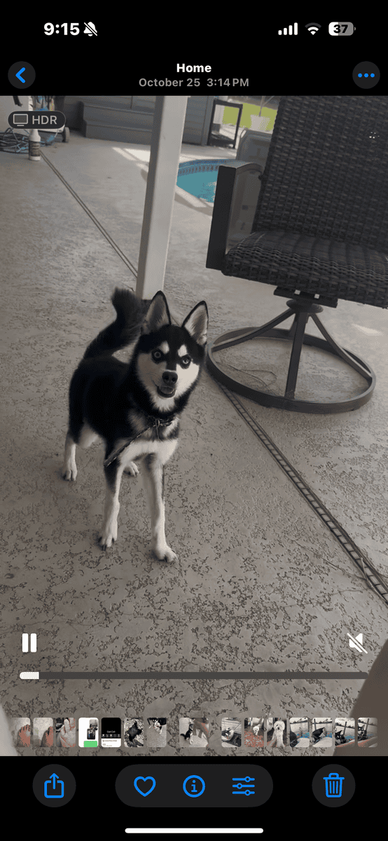 Rare Alaskan Klee Kai image 3