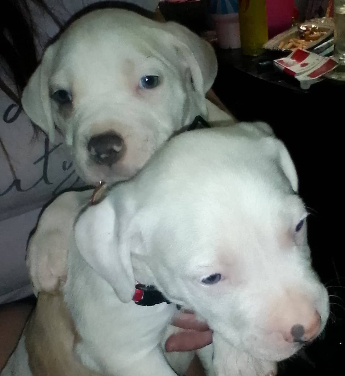 Pitbull Puppies Blue-nose/ Red- nose image 7