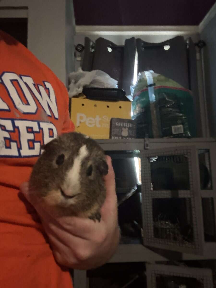 Guinea pig rehoming image 1