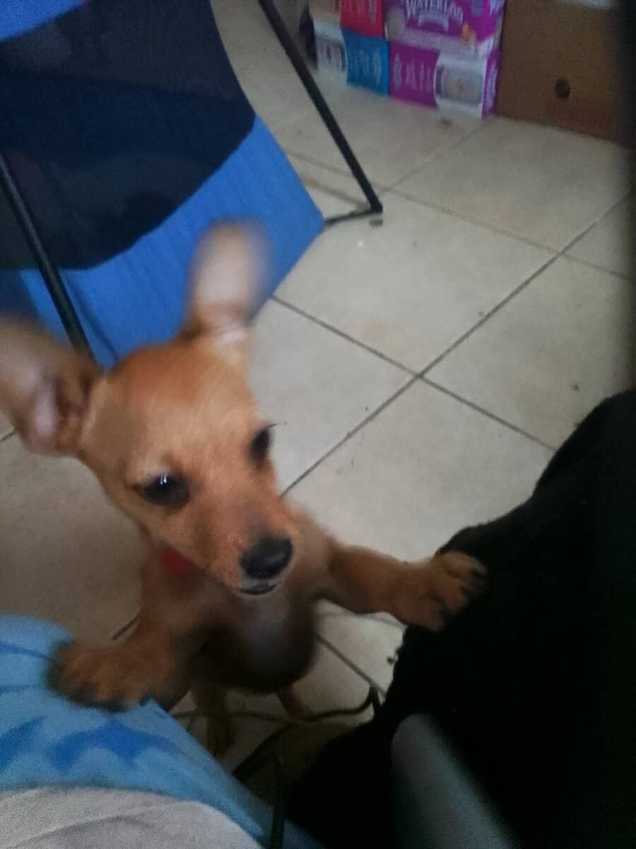 Chihuahua puppies needs a home image 1