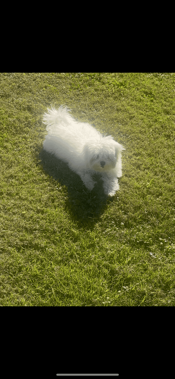 Maltipoo image 1