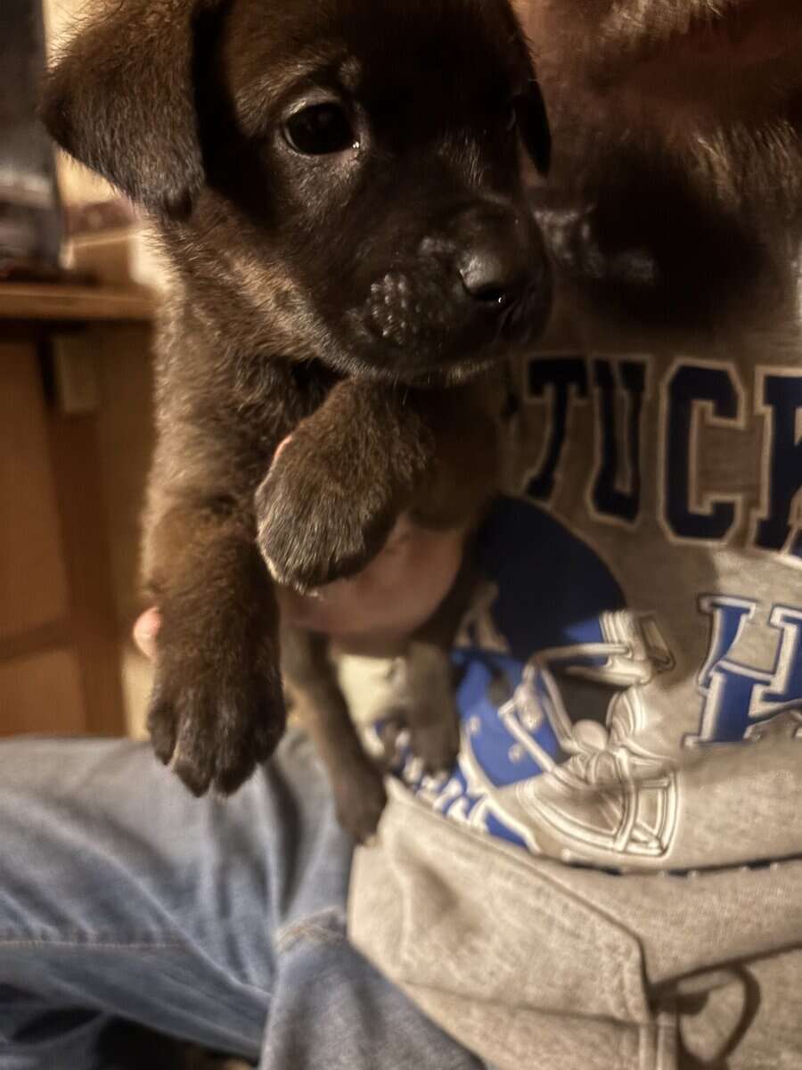 6 shepherd mix and 6 Weimaraner mix pups image 3