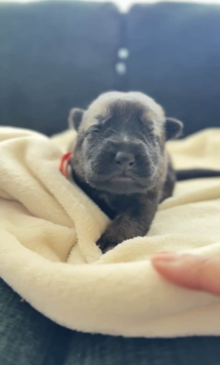 AKC Registered, Top Pedigree, Working GSD Puppies image 1