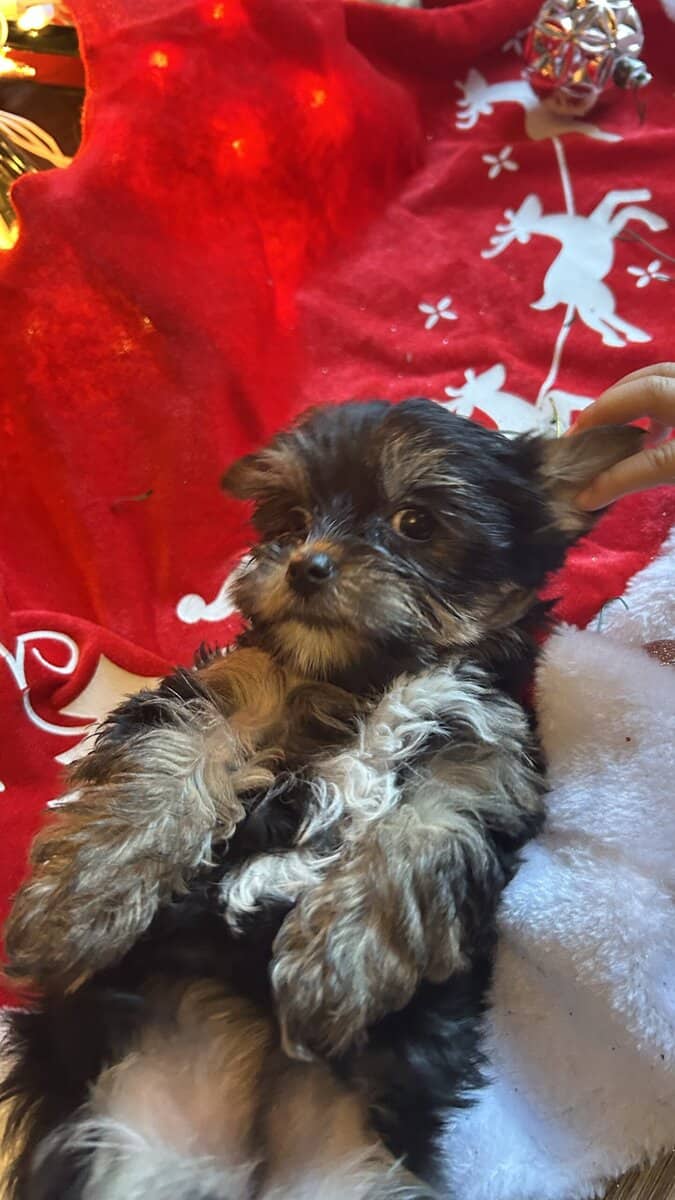 Yorkies/small/health guarantee/shots/deworm/idaho image 1
