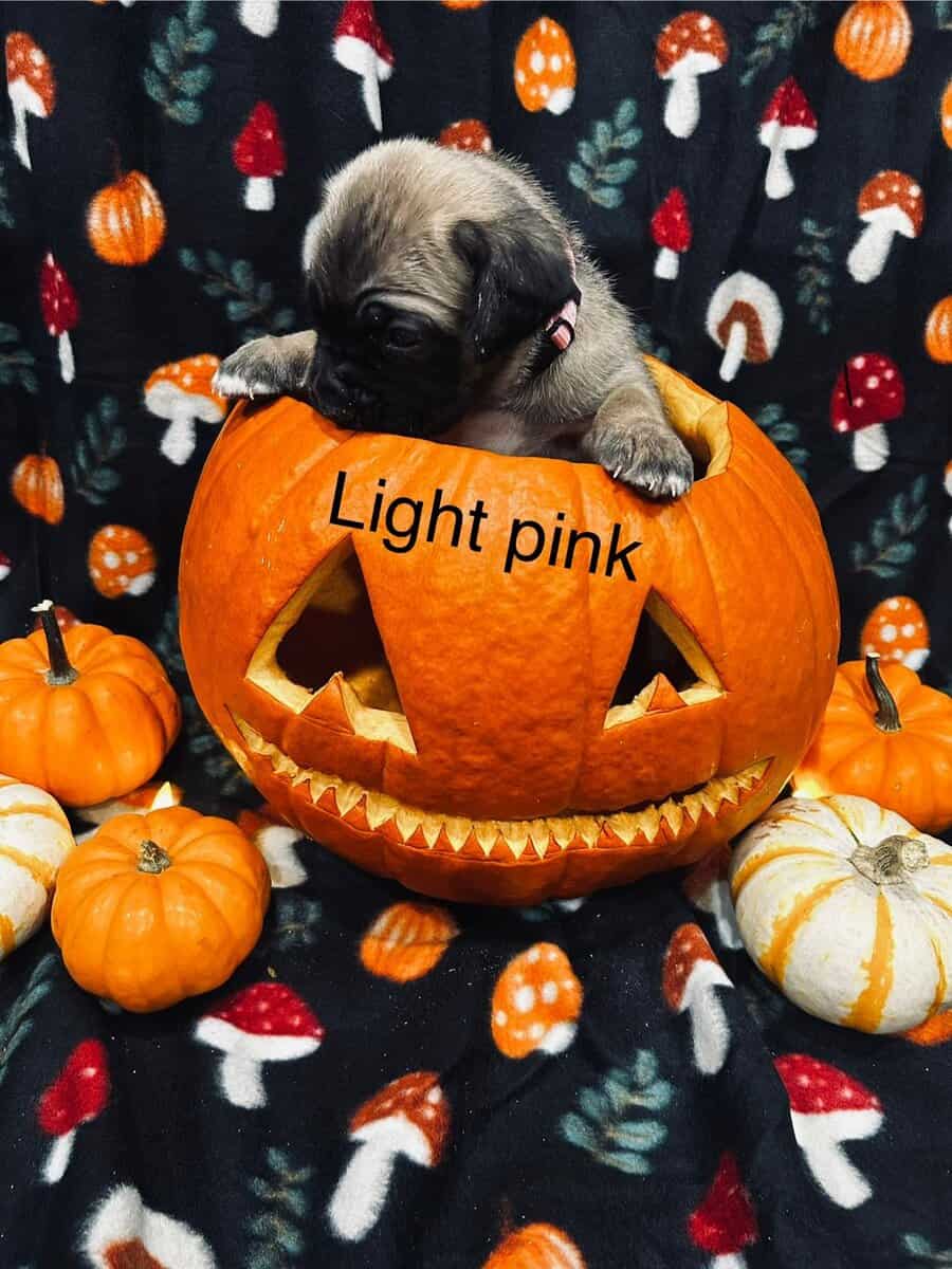 CCC's Kennel Cane Corso Puppies image 15