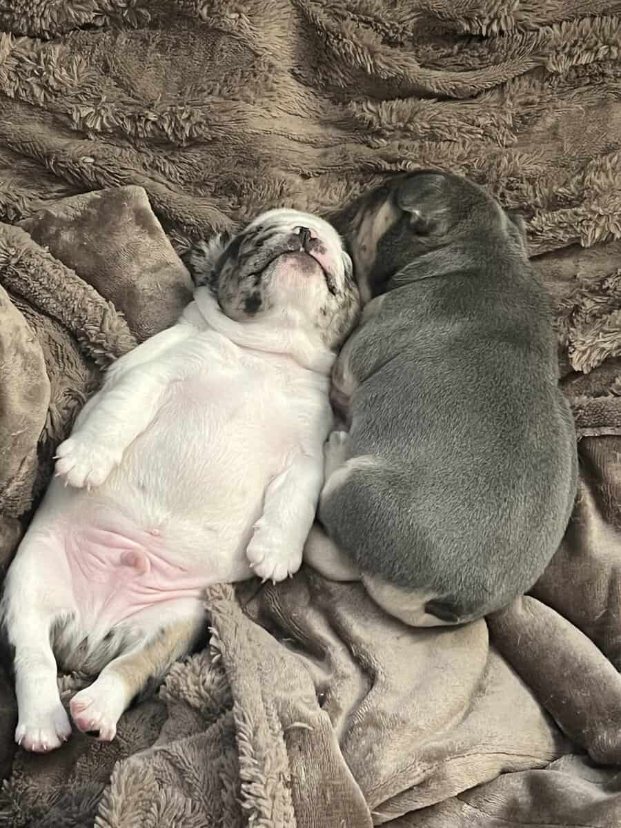 French Bulldog Puppies image 8