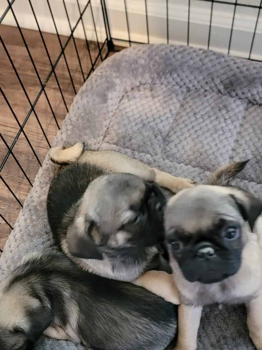 Pug Puppies for Sale image 3