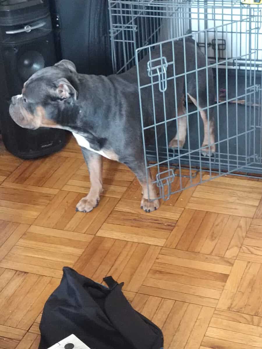 Premium Pocket Bully Puppies – Males & Females image 12