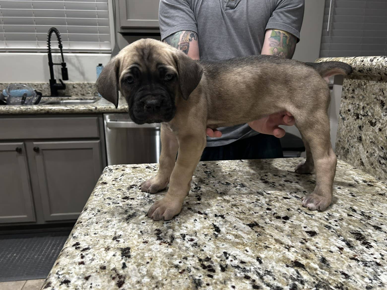 CCC's Kennel Cane Corso Puppies image 5