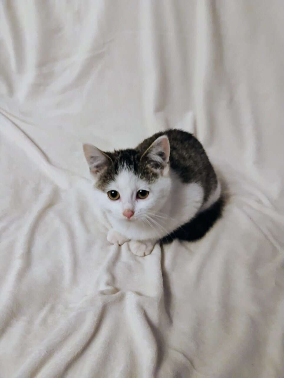 Kitten image 8