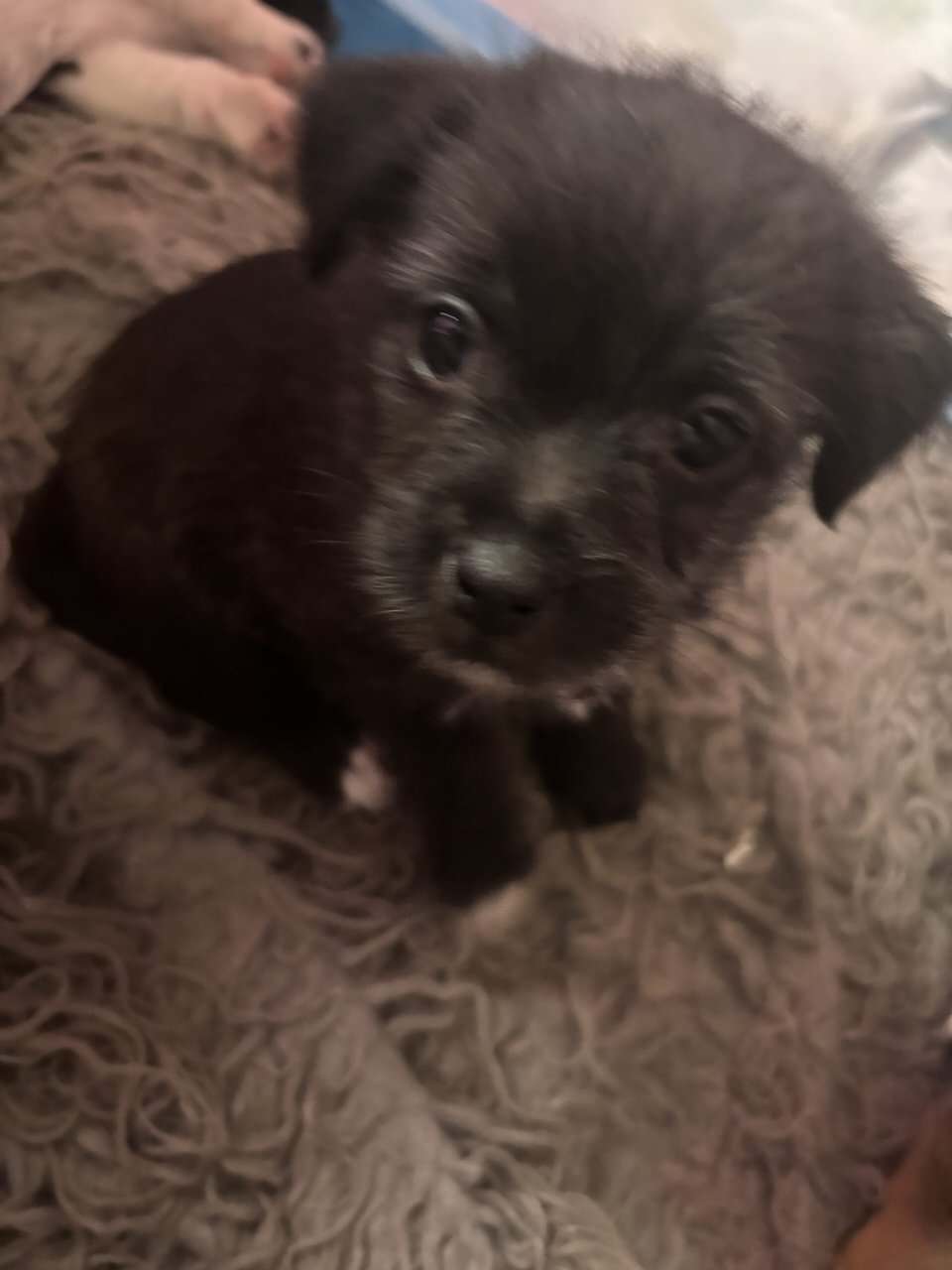 Legend patterdale terrier mix image 1