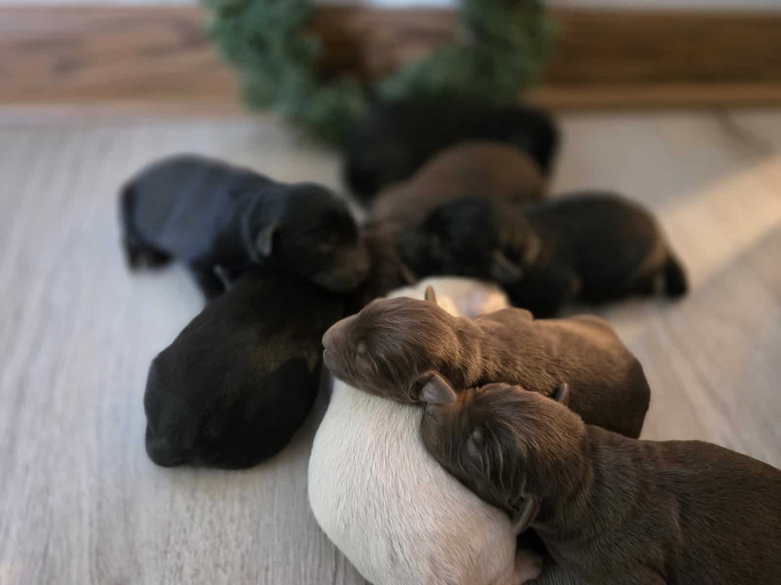 Labrador retriever puppies image 3
