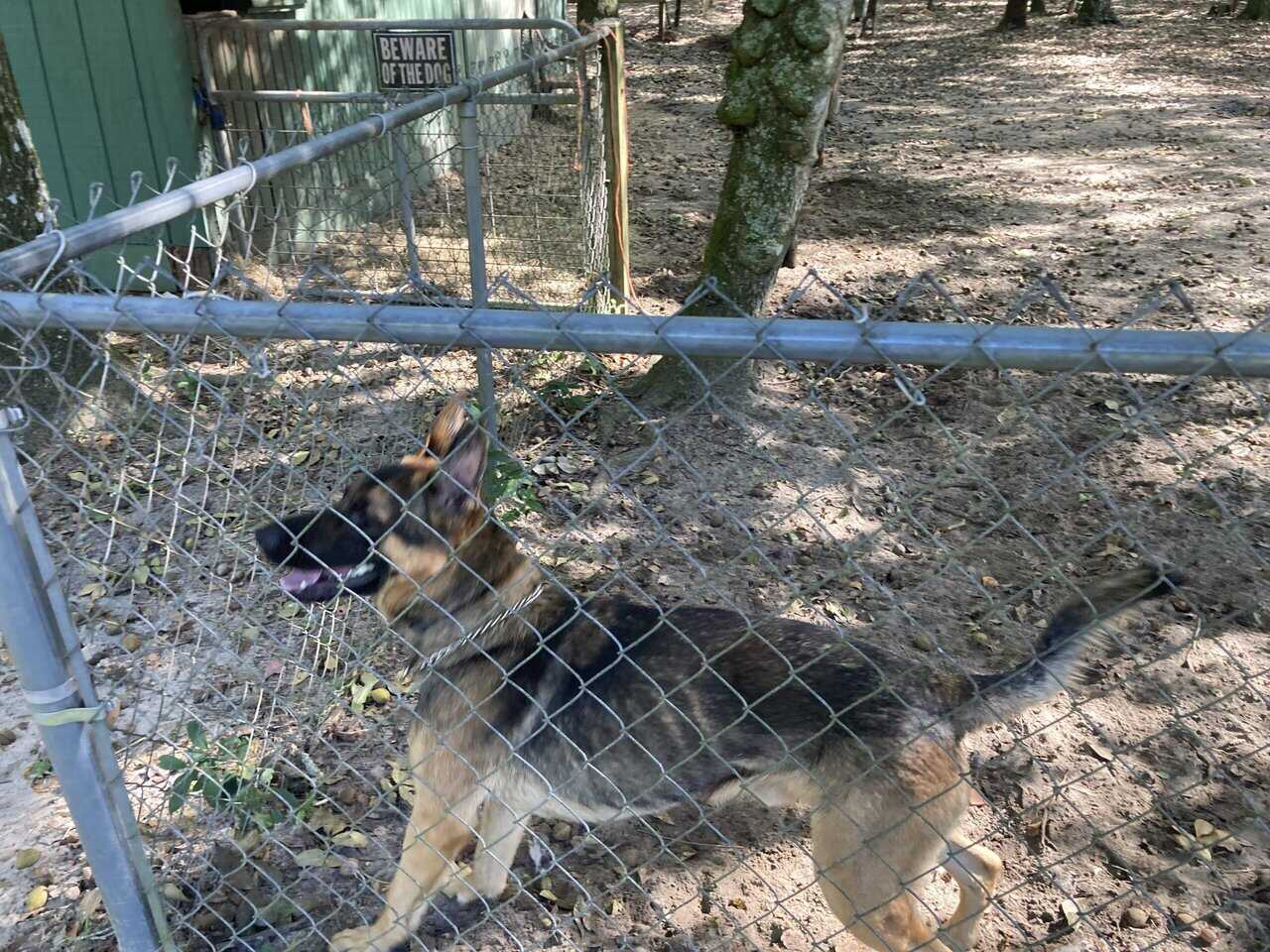 GSD Christmas puppies! image 1