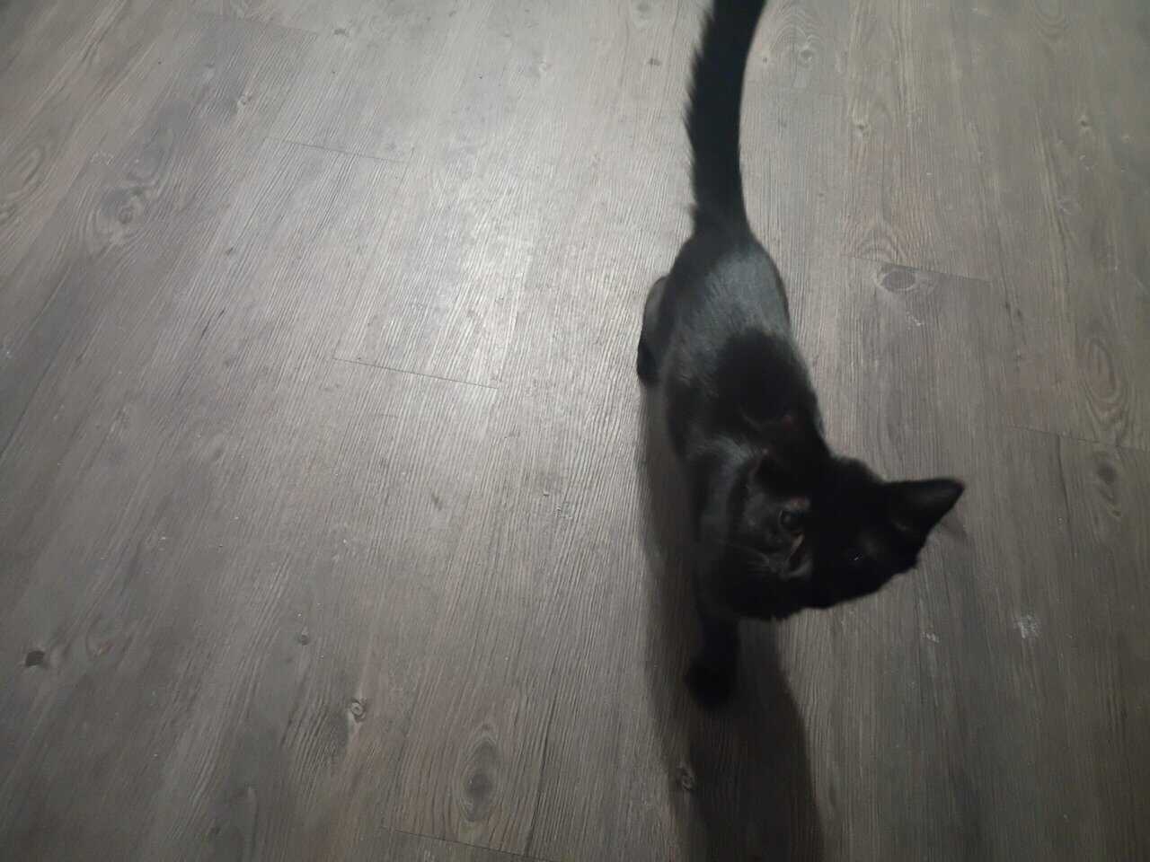 Black domestic short hair about 5 months old. image 2