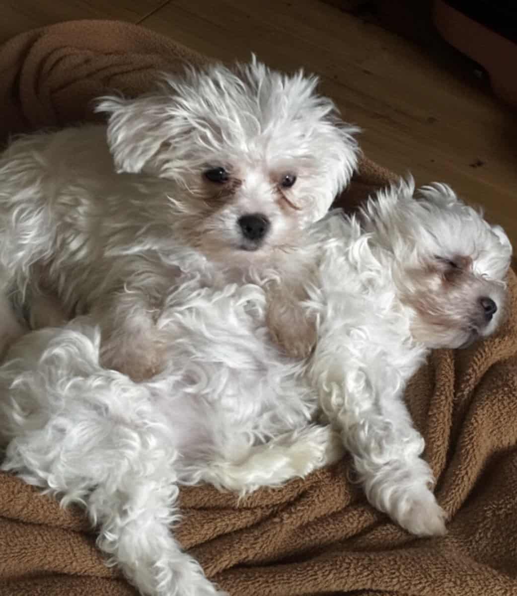 Maltipoo Puppy image 1