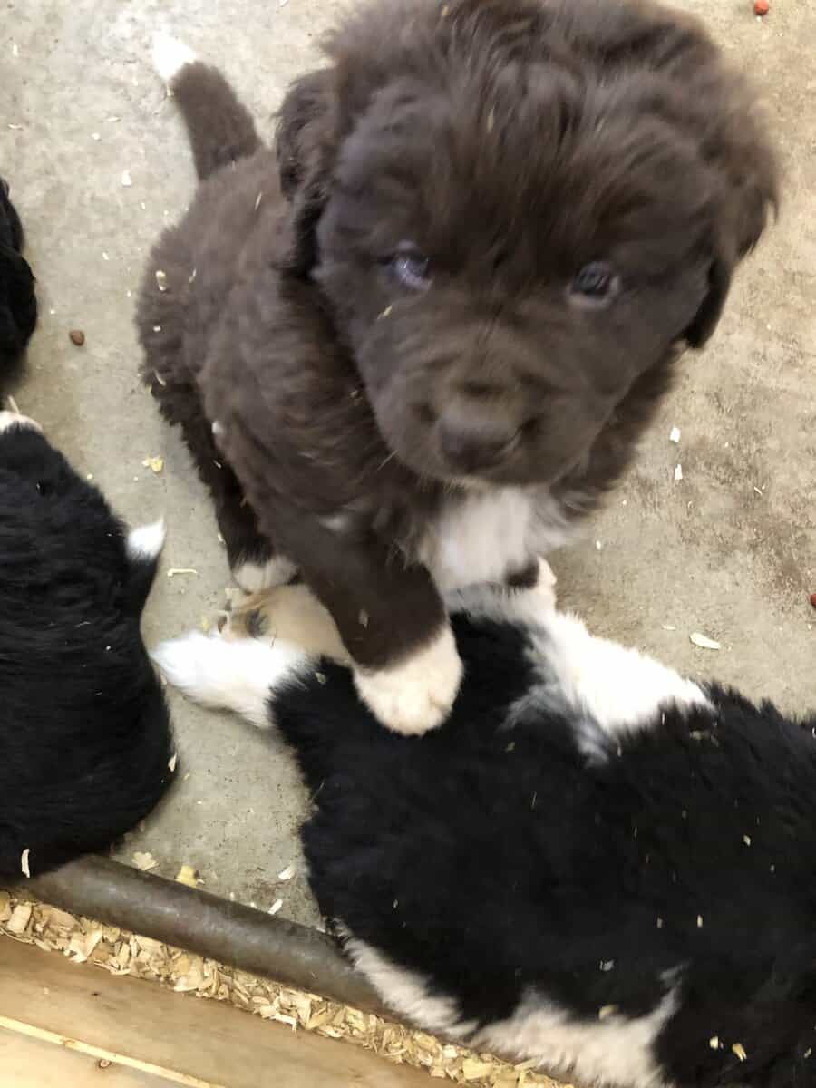 Puppies for sale image 2