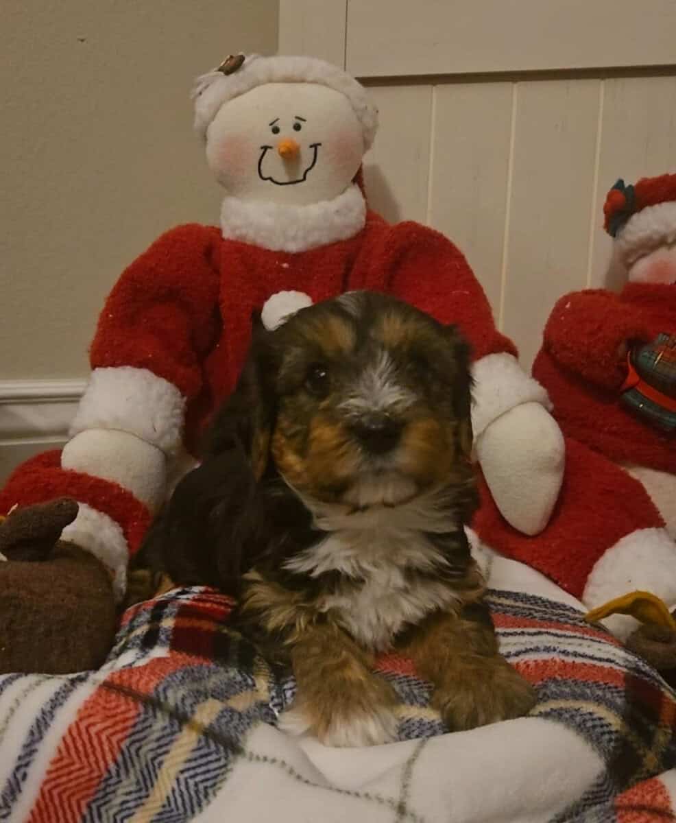 Yorkipoo puppies image 1