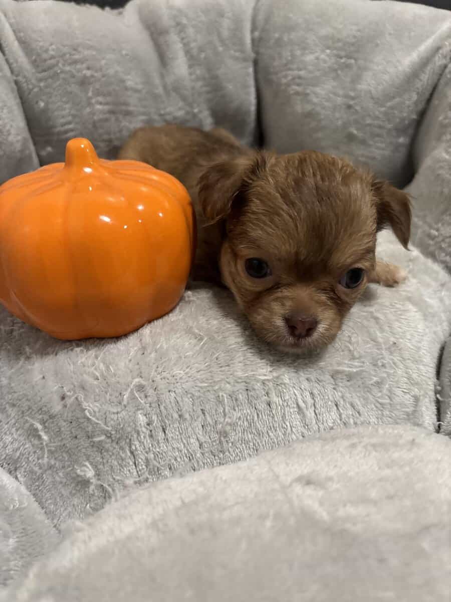 Chihuahua Puppies image 1