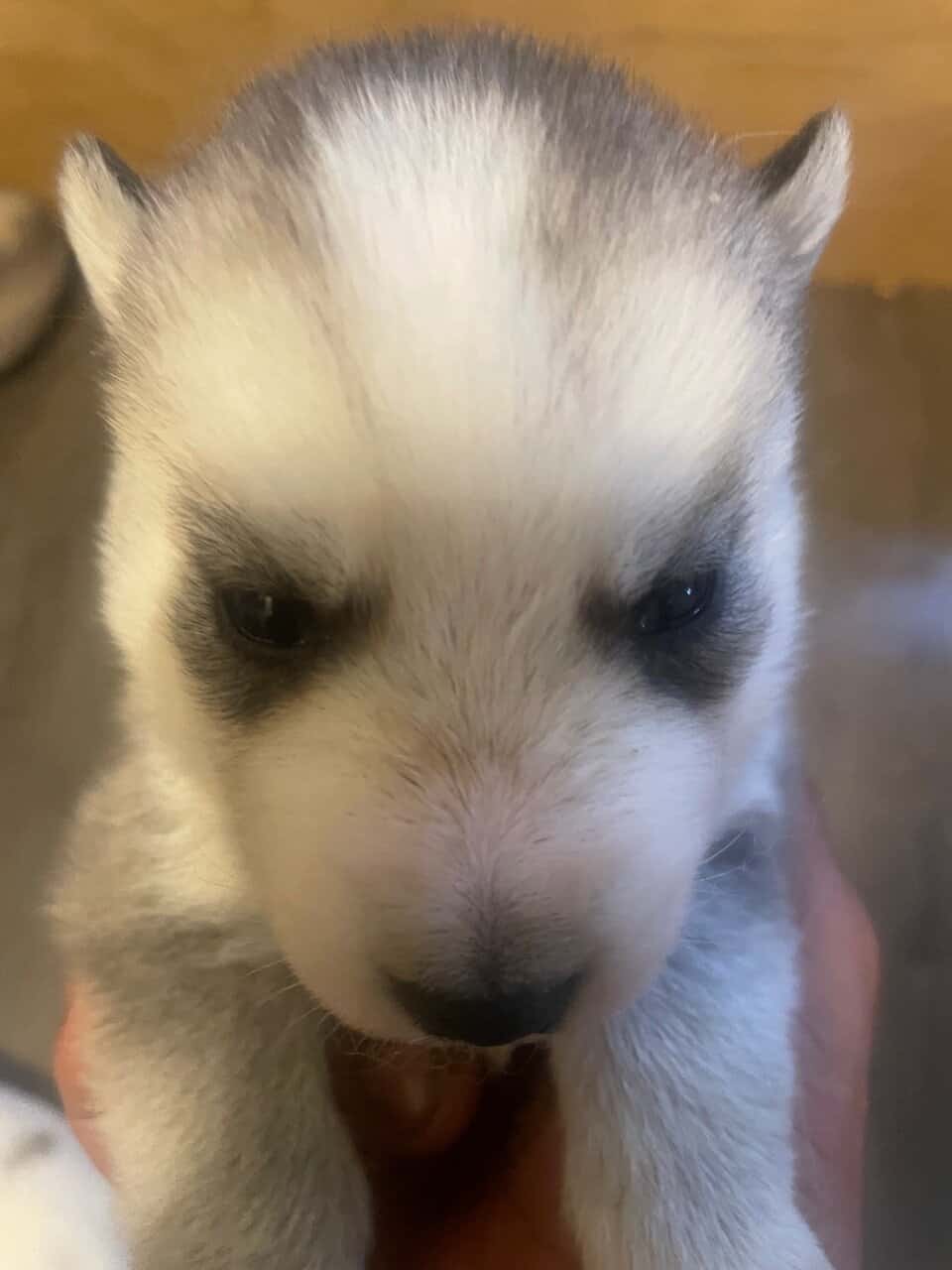 SIBERIAN HUSKY PUPPIES FREE image 6