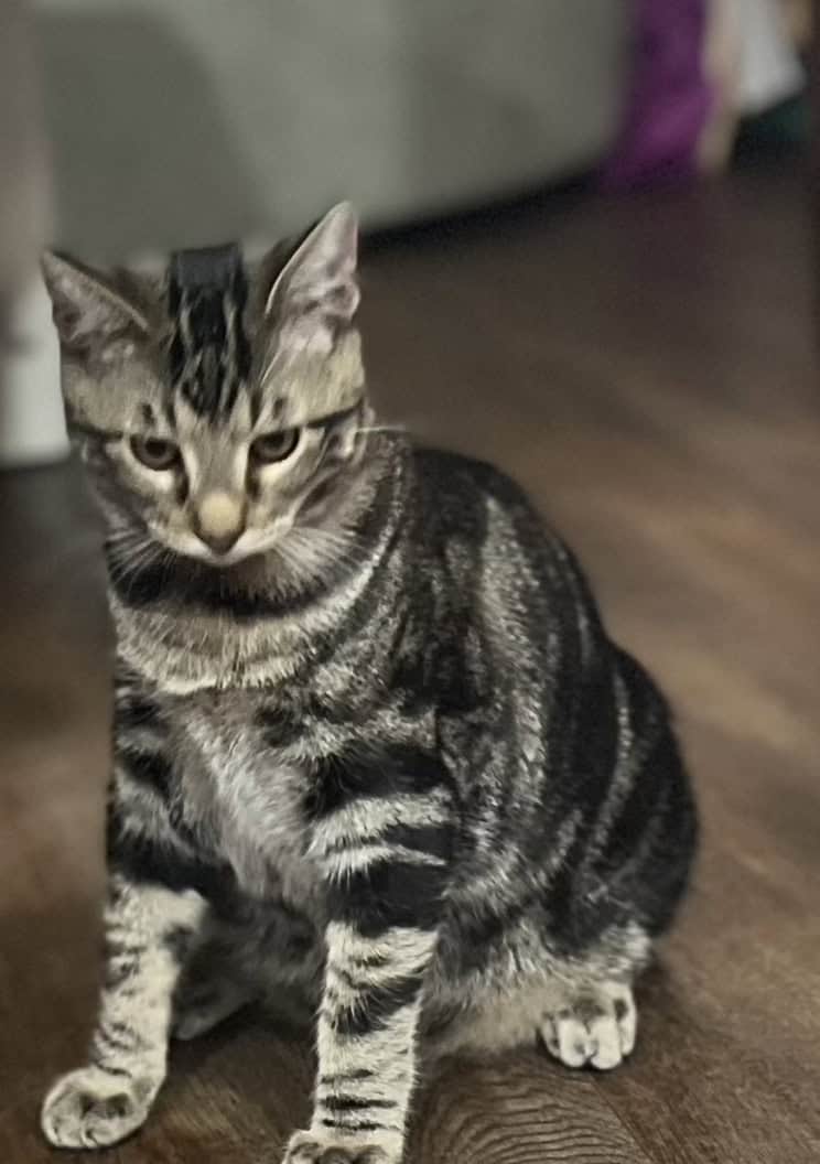 1 year old cat looking for a new home! image 2