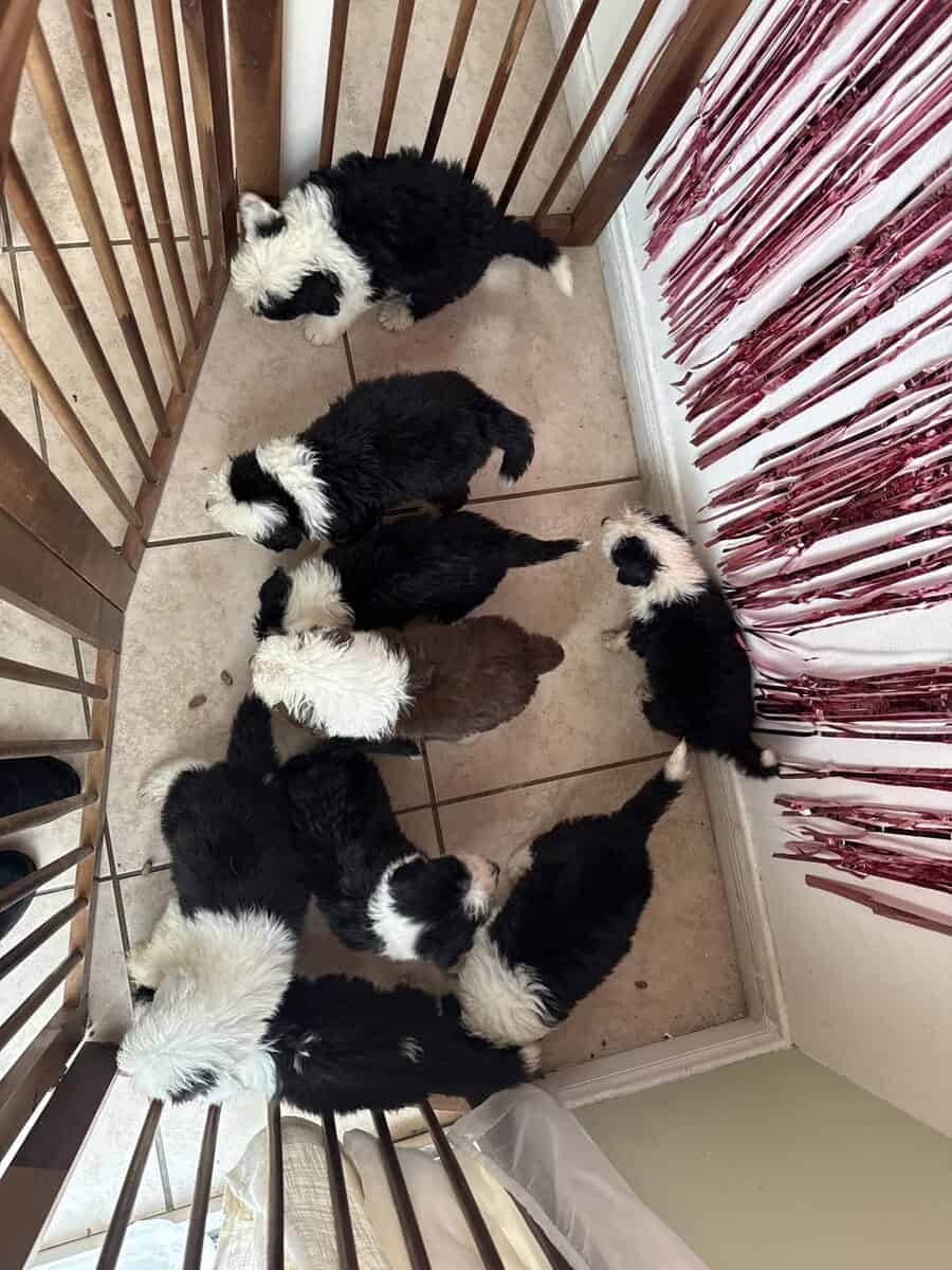 Sheepadoodle puppies image 2