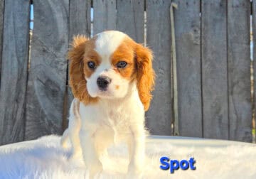 Male cavalier king Charles spaniel puppy. Red&whit