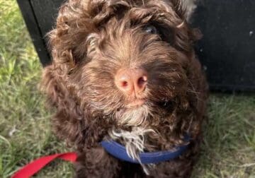 Cockapoo happy and smart!