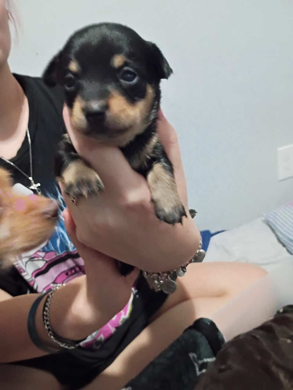 Chihuahua puppies image 2