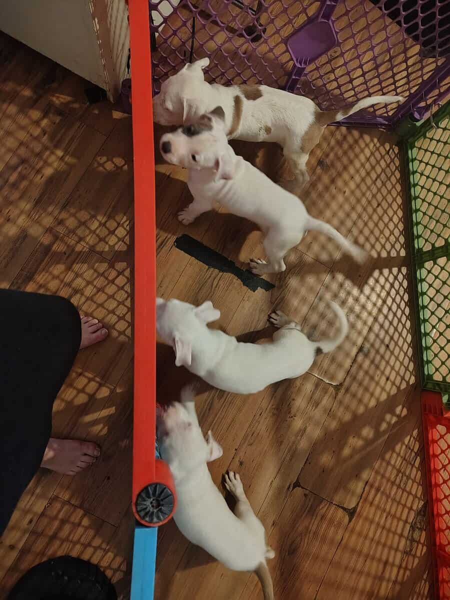 REHOMING PITBULL PUPPIES ASAP image 3