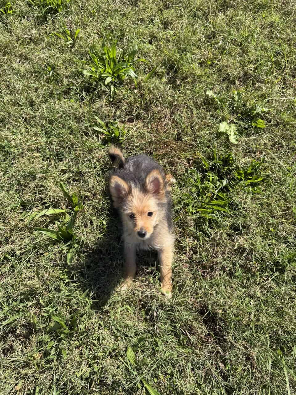 Pomeranian female puppy image 1