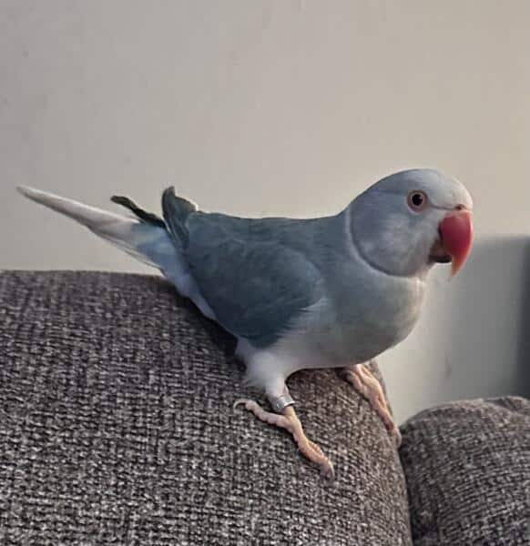 Indian Ringneck Parakeets image 7