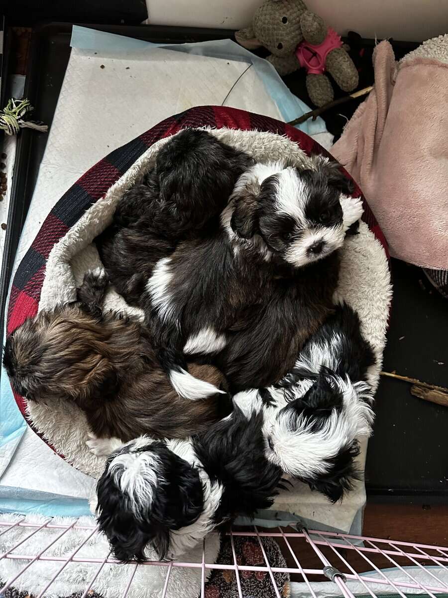 Purebred Shih Tzu image 3