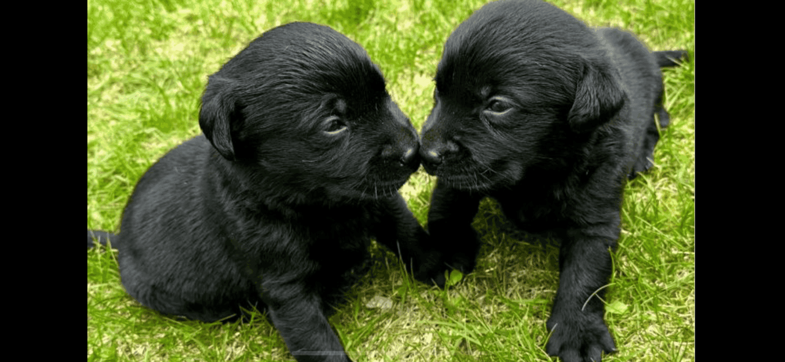 Akc Black Labrador puppies image 1