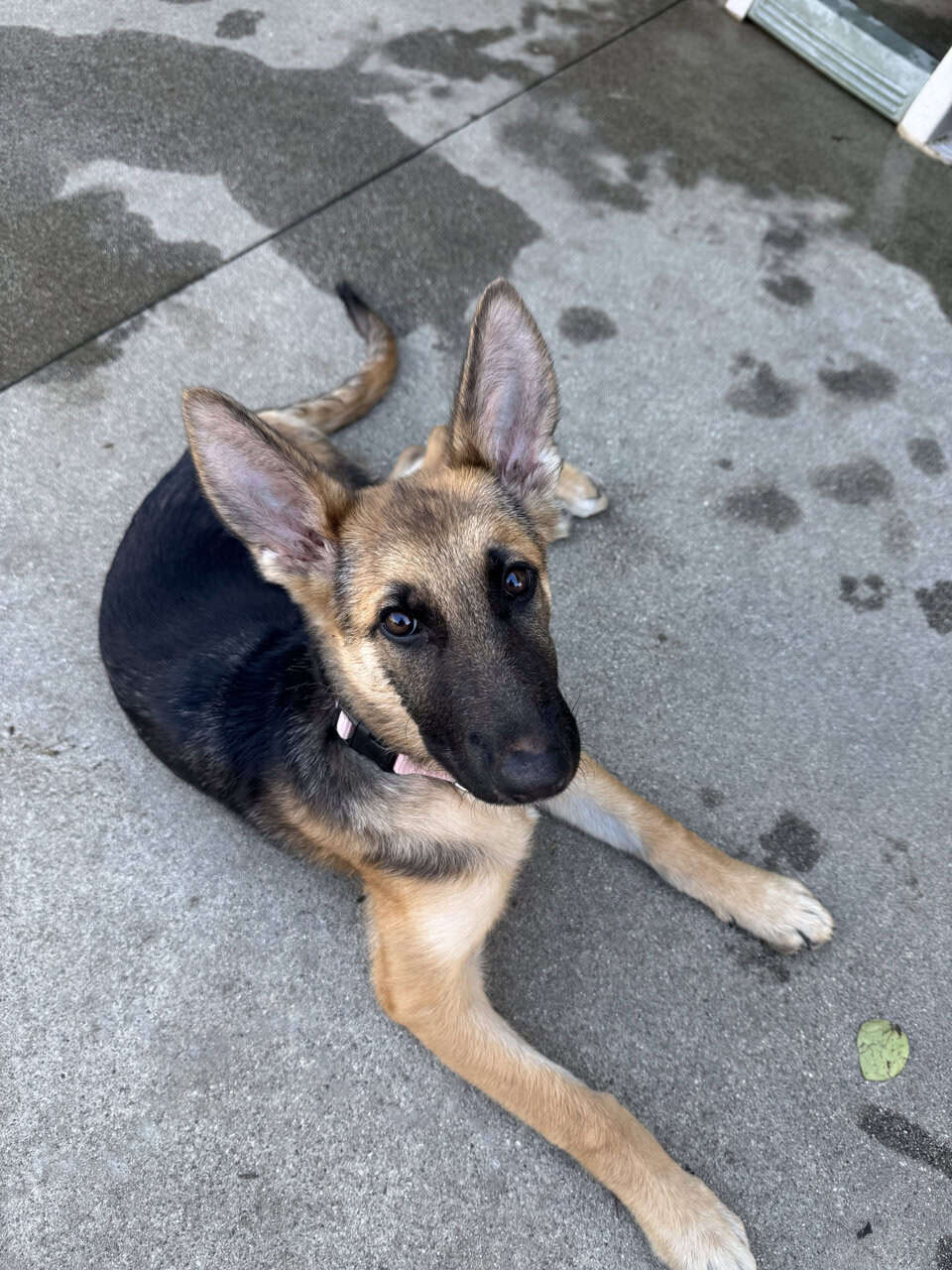 German Shepherd Puppy 4 Month Old image 5