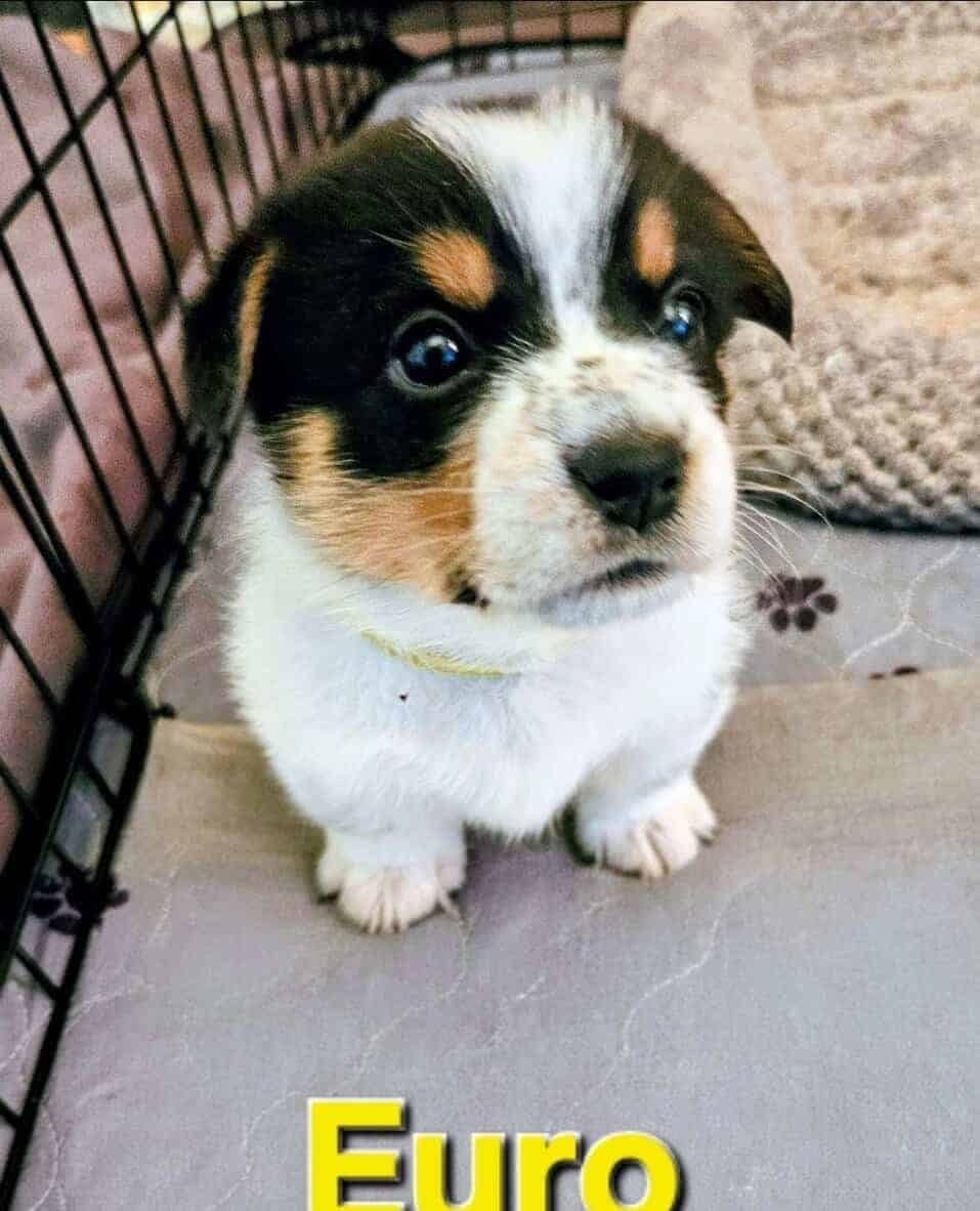 Cowboy Corgi pups image 1