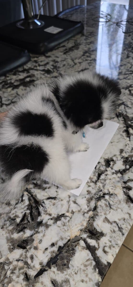 Pomeranian puppy image 5