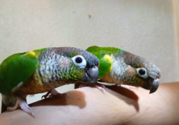 Tame Conures