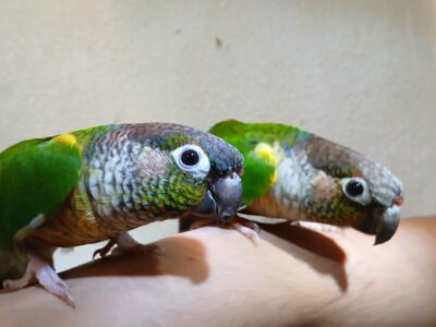Tame Conures