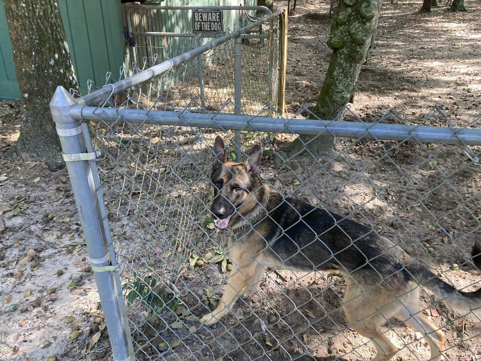 German Shepherd Stud Services image 3