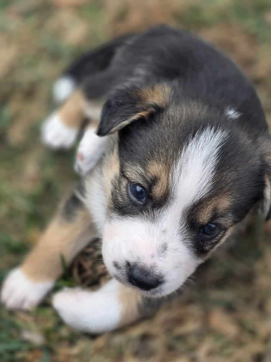 ADORABLE Puppy ready for you! image 4