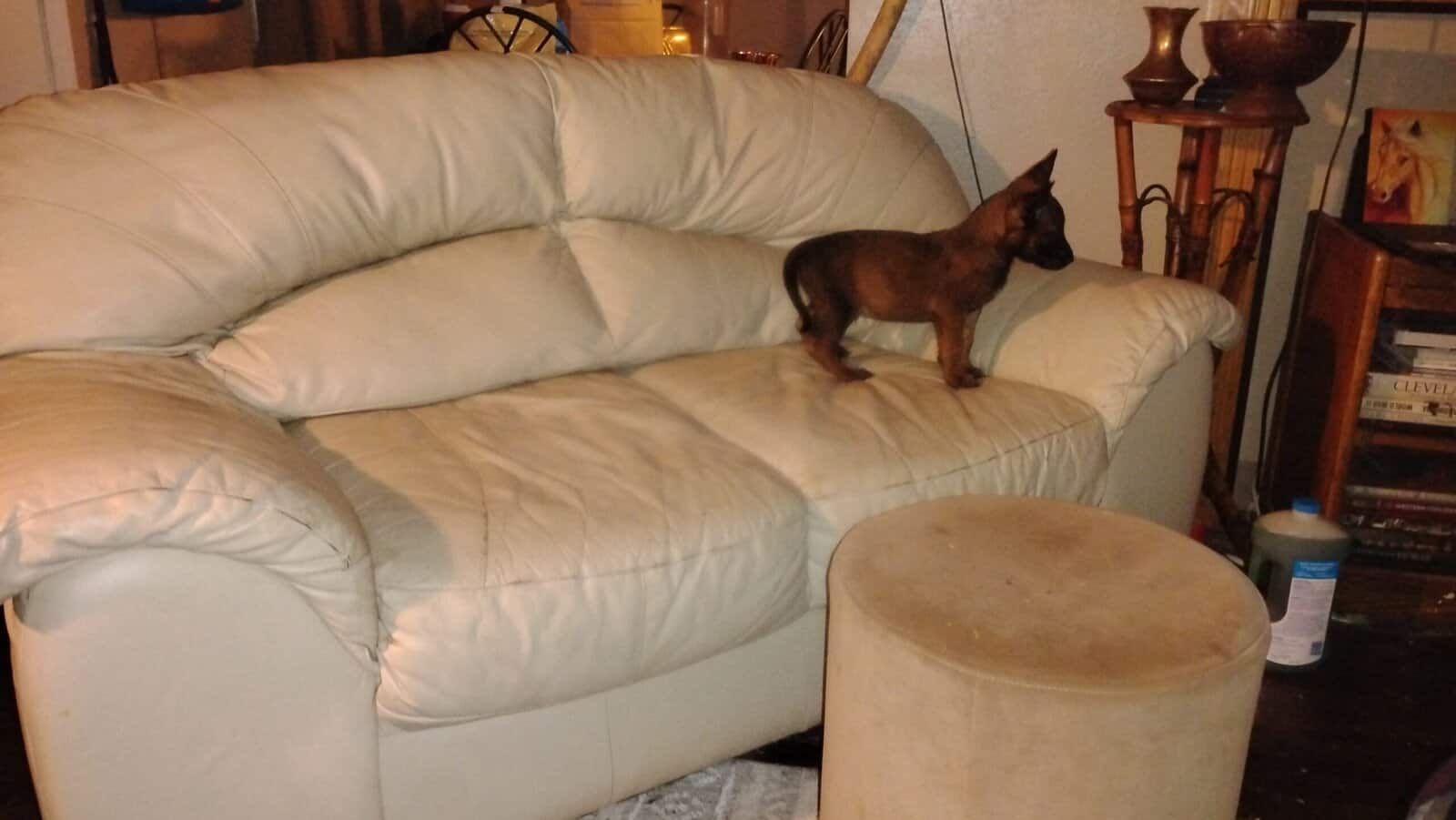 belgium pups image 3