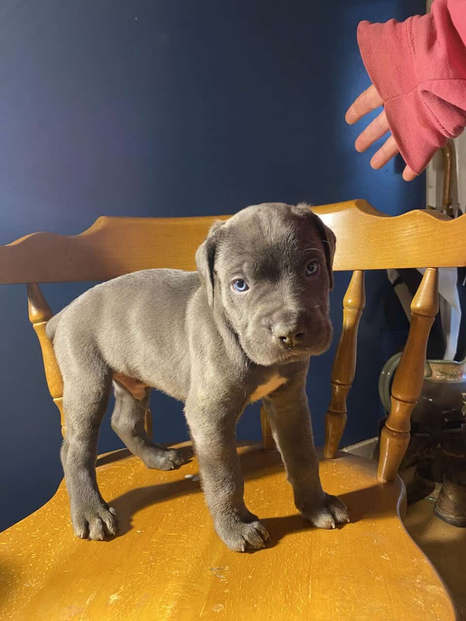 CANE CORSO image 5