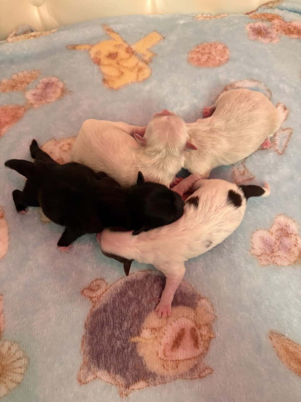 Shih Tzu puppies ready for Christmas image 1
