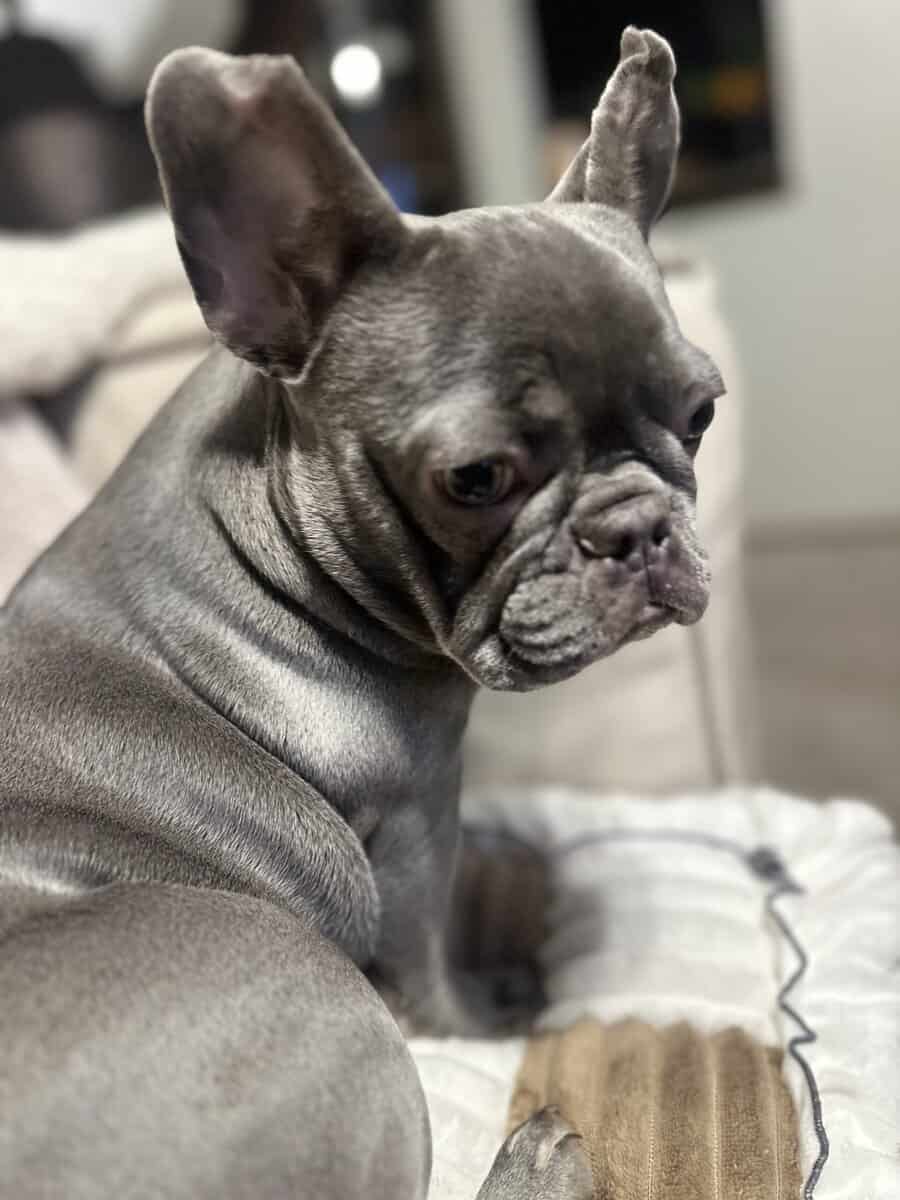 Lilac Female French Bulldog 1 year 5 months image 4