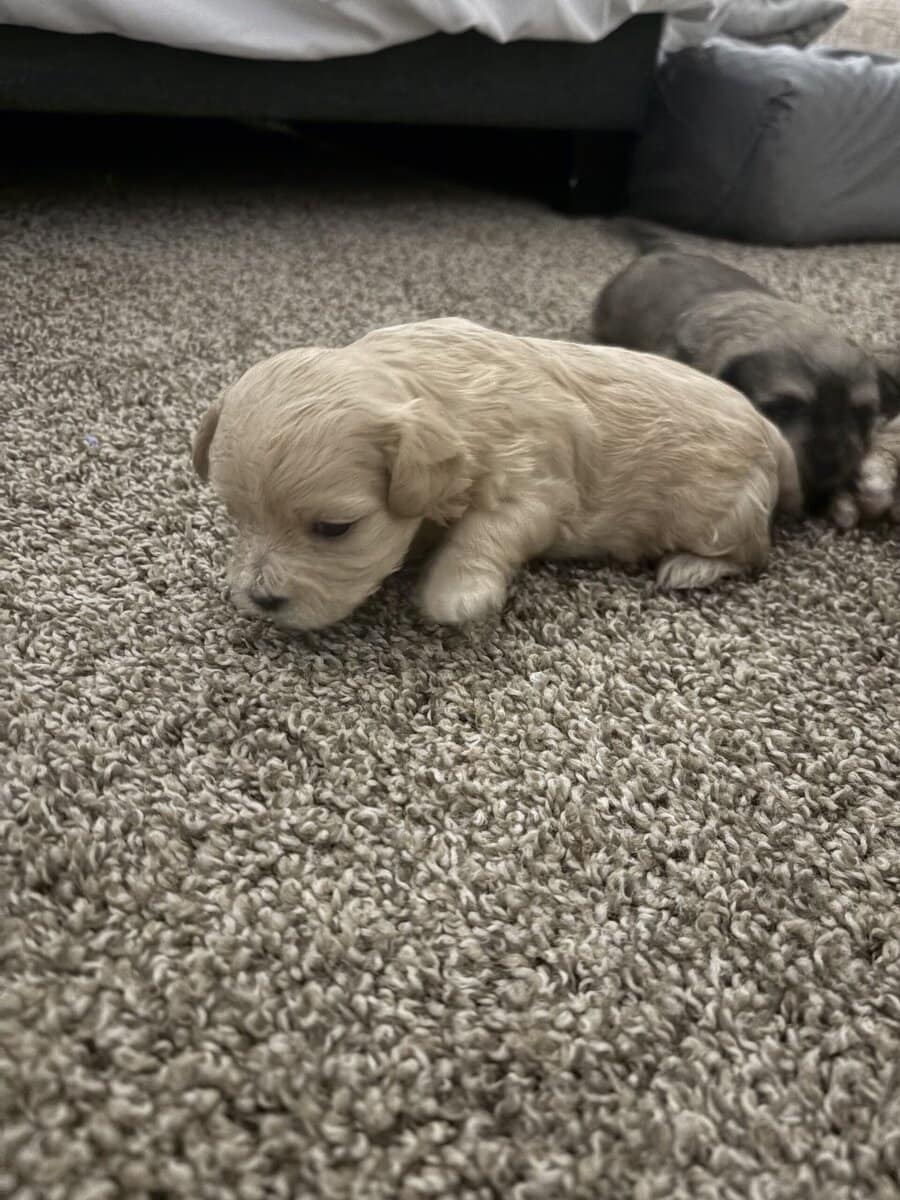 Puppies for sale image 6