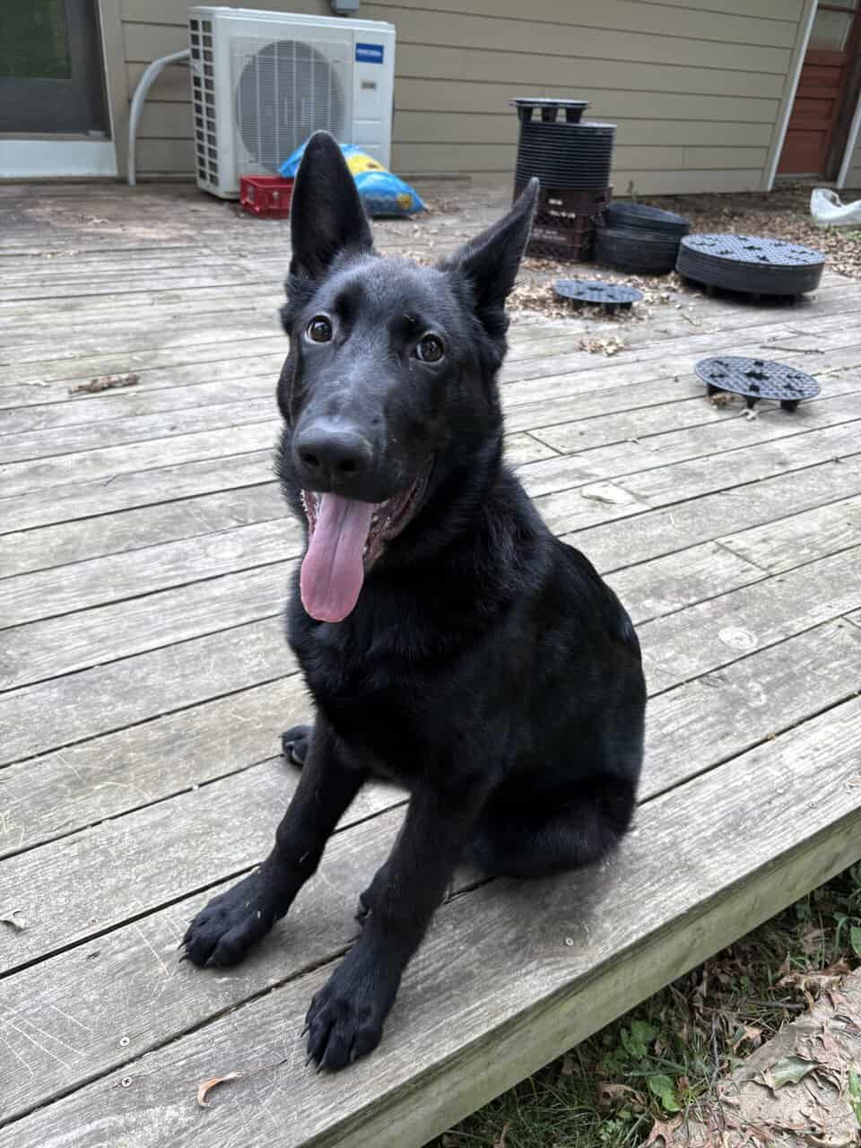 All Black 8 month pure breed Germ Shepherd image 4