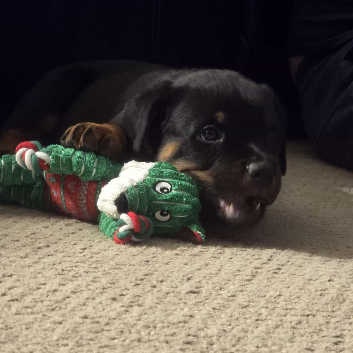 Playful loveable Rottweiler puppies image 6