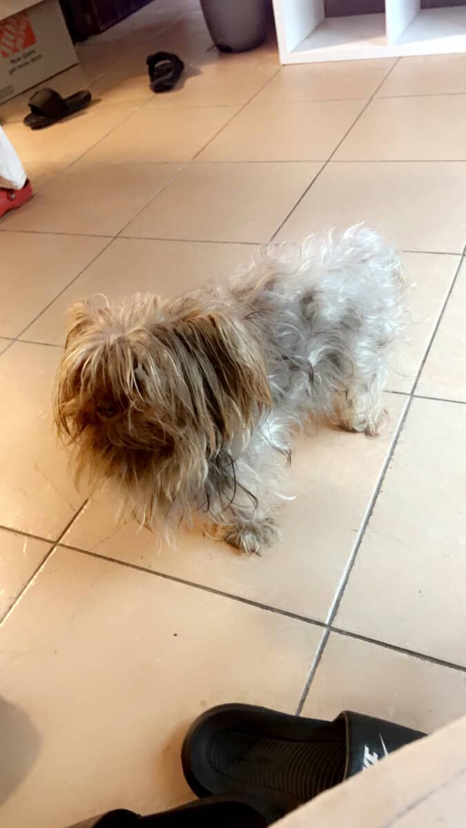 3 year old Yorkie for sale image 1