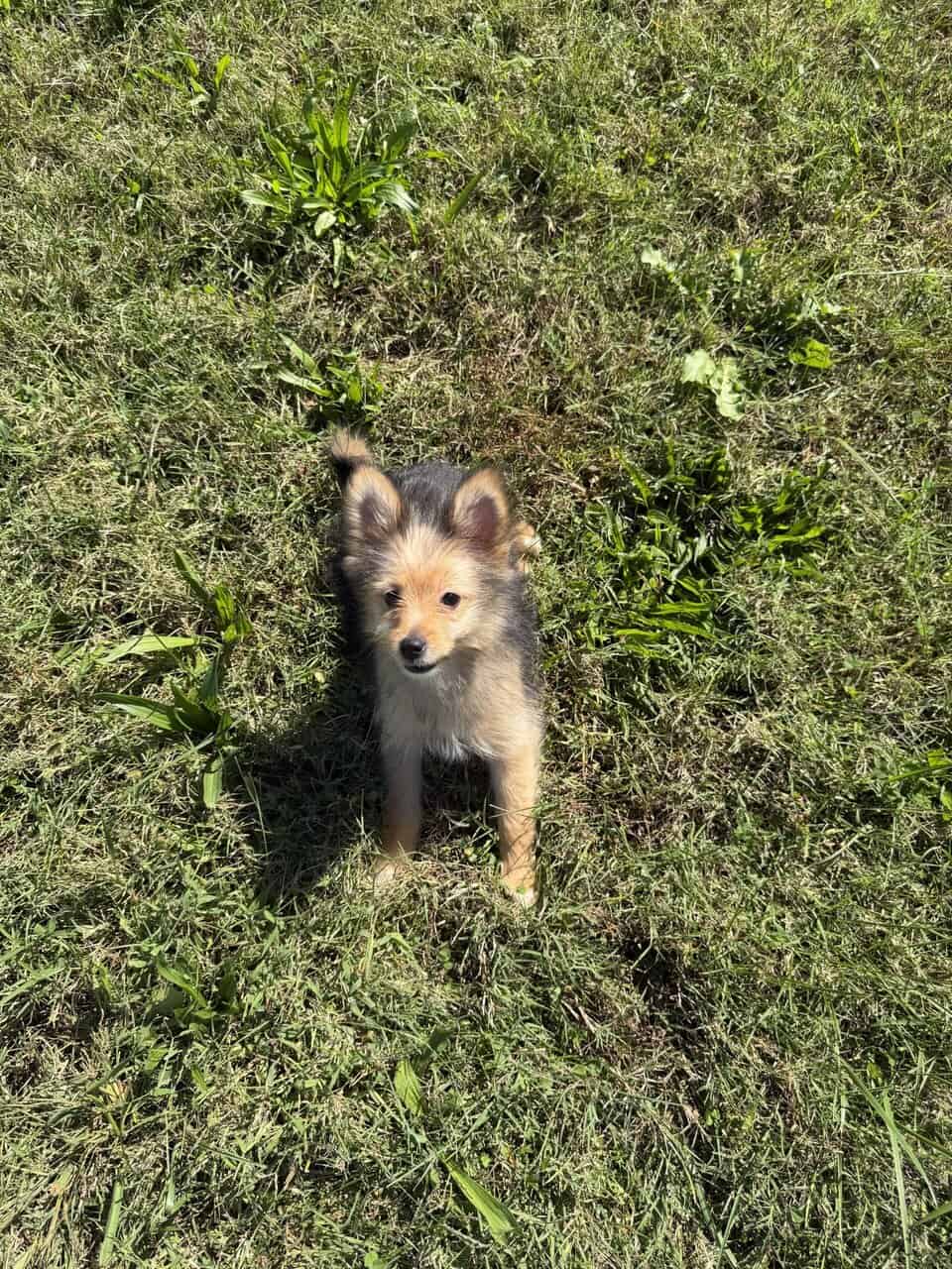 Pomeranian female puppy image 2