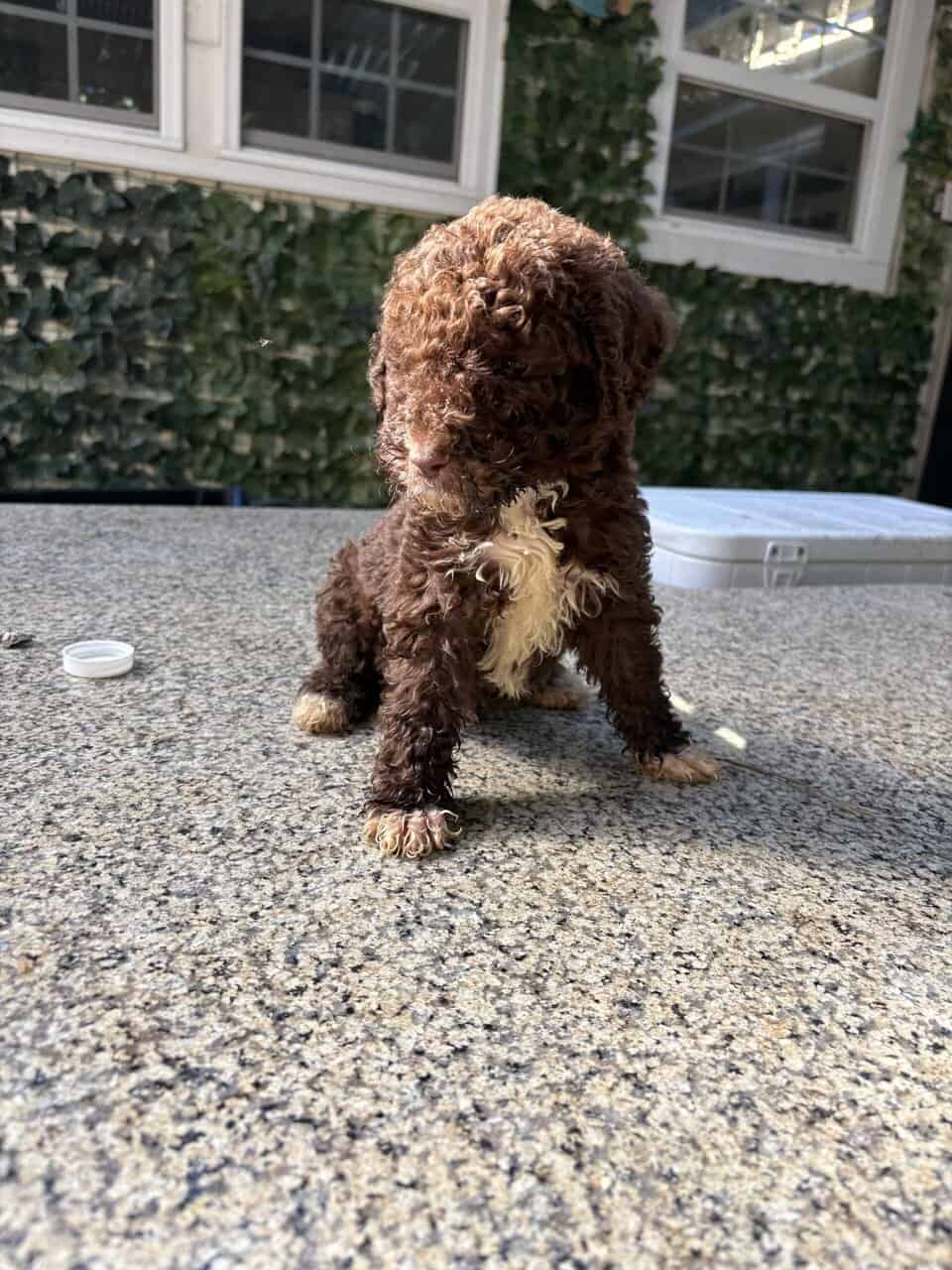 Chocolate labradoodle image 2